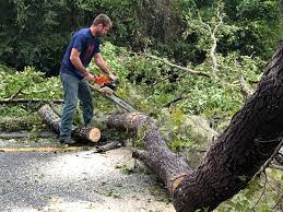 Best Tree Disease Treatment  in Arapahoe, NE