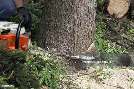 How Our Tree Care Process Works  in  Arapahoe, NE