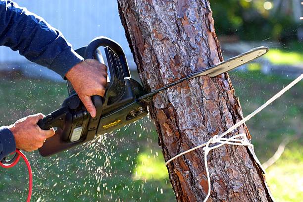 Best Hazardous Tree Removal  in Arapahoe, NE