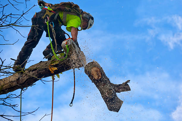 Best Tree Risk Assessment  in Arapahoe, NE
